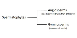 Angiosperm evolutionary tree