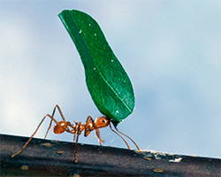 A leaf-cutter ant carrying a green piece of a leaf across a branch