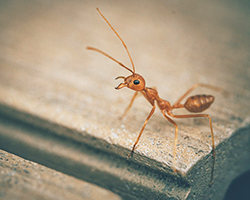 A single ant walking on a board