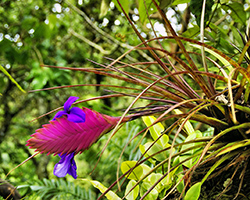 A bromeliad plant with a wide, flat pink flowering structure