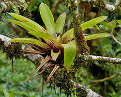 A green and red bromeliad in a tree