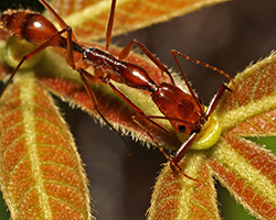 Odontomachus hastatus ant, eating from a fruiting body on a plant