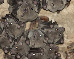 Looking up at a small section of a fruit bat colony