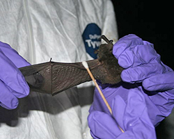 Scientists swabbing a bat