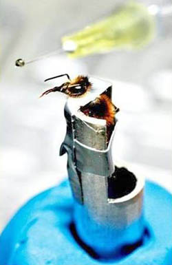 Bee holder
