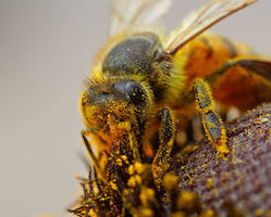 Bee pollinator