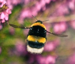 Flying bumblebee