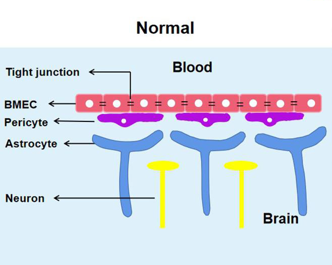 Cells from the blood-brain barrier