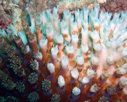 Half bleached coral