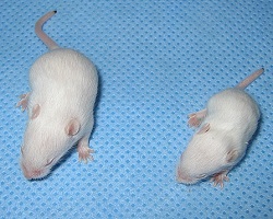 mice sizes