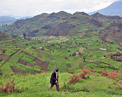 Farmlands in Uganda