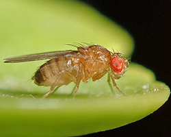 A Drosophila fruit fly