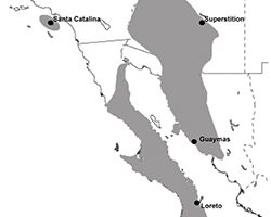 An image of the southwestern united states and northwestern Mexico, with the range of the Sonoran Desert fly shown in grey