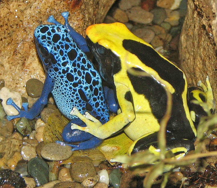 colorful poison dart frogs