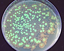 GLowing bacteria