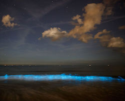 Bioluminescence-beach