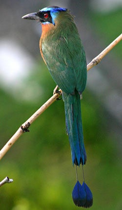 blue-crowned motmot