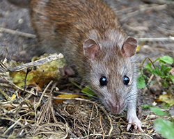 A close-up image of a common rat walking toward the camera