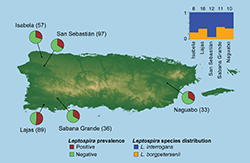 Map showing where Leptospira bacteria were found in Puerto Rico.