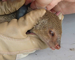 Scientists putting a radio collar (for tracking) on a mongoose in Puerto Rico.