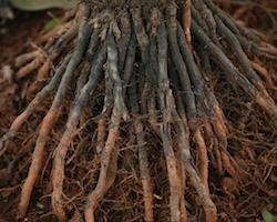 Exposed plant roots