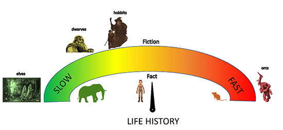 A scale showing human-like LOTR characters rated in terms of slow or fast life history.