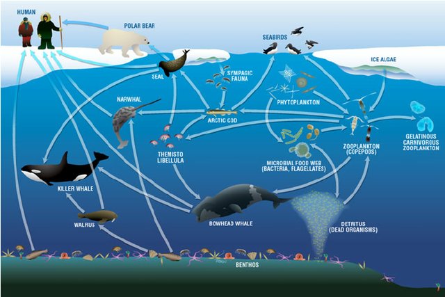 How ocean warming and acidification affect food webs | Ask ... north atlantic right whale diagram 