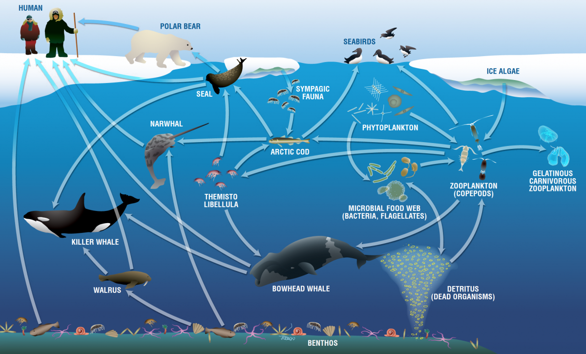 aquatic ecosystem food web