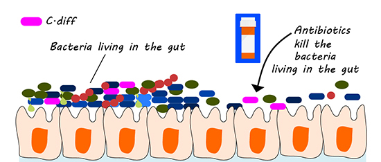 Antibiotics change the gut microbiome