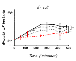 E. coli growth with paracresol