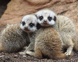 Young meerkats