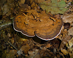 Artist's conk mushroom
