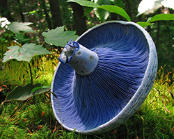Blue milk cap mushroom showing gills