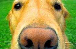 Dog nose