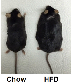 A lean versus an obese mouse