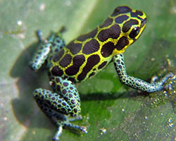 Peruvian poison frog R. imitator