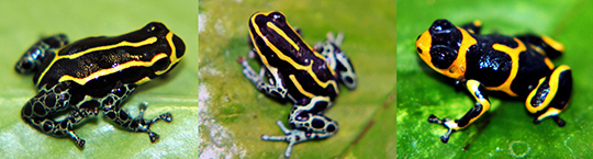 Peruvian poison frog mimics