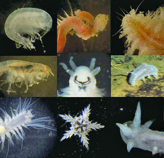 Types of Plankton