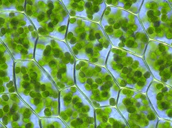 plant cells with chloroplasts