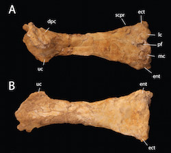 Pterosaur bones