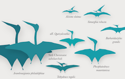 Pterosaur chart