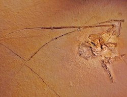 Pterosaur delicate fossil