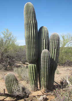 Four saguaros that are about the same age, but pretty different in size.