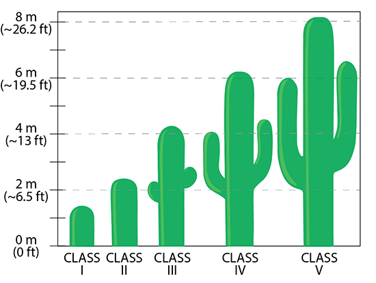 A chart showing the size classes of saguaros as they grow taller (and older)