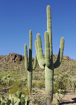 Two saguaros in a desert landscape outside of Tucson, Arizona.