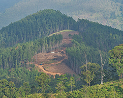 Deforestation in Sri Lanka
