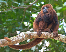A brown howler monkey on a branch in the forest