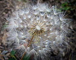 Close up of a dandelion and its seeds