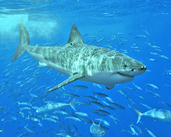 A great white shark swimming and surrounded by fish
