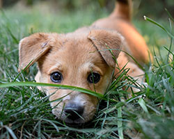 A small puppy playing in the grass